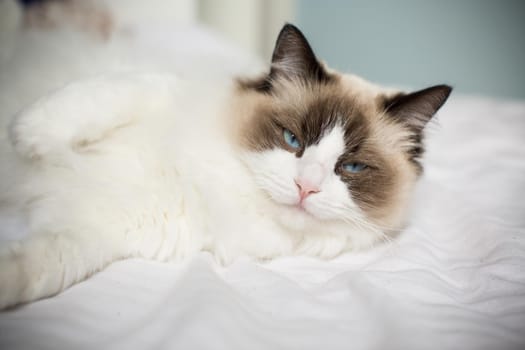 Young healthy beautiful purebred Ragdoll cat, on the bed