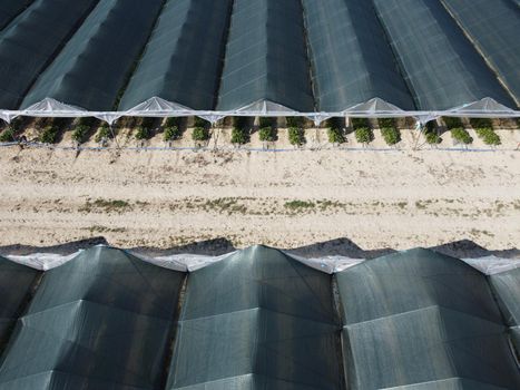Aerial drone view of massive greenhouse for growing vegetables. Flying over large industrial greenhouses with transparent roof in evening.