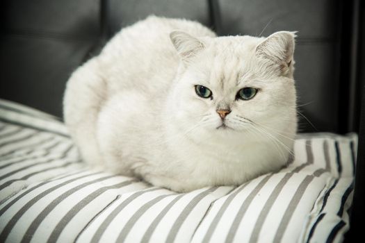 adult cat pedigree Scottish chinchilla straight ears, at home.