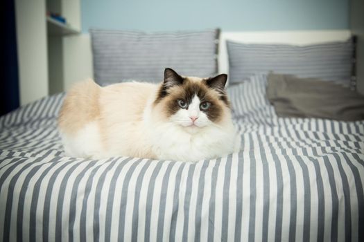 Young healthy beautiful purebred Ragdoll cat, on the bed