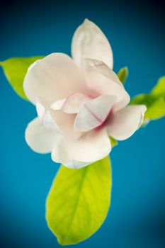 one pink flower on a branch of blooming magnolia close up isolated on blue background