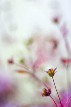 Pastel blurred floral background.. Copy space