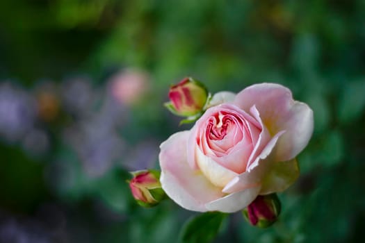 Pink rose with buds on a background of green leaves, close-up