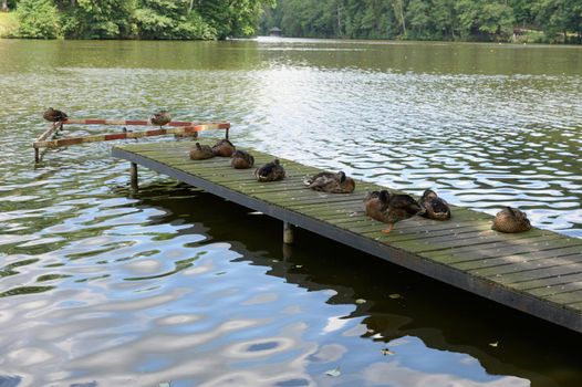 An old wooden bathing jetty on a pristine lake in the forest with a few ducks on it sunbathing.