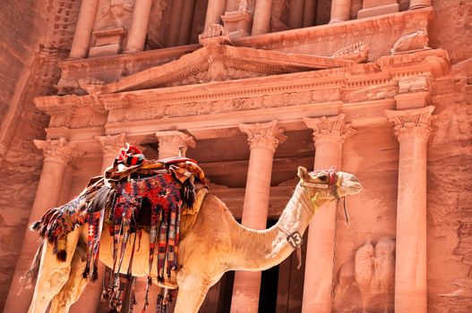 view of the petra treasury with camel in foreground