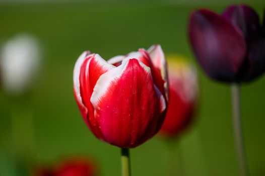 A detached red tulip in a park.