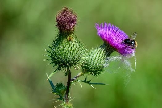 A busy little bee is looking for some nectar from a thistle blossom.