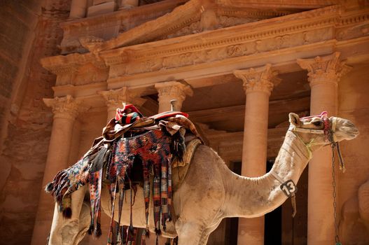 view of the petra treasury with camel in foreground