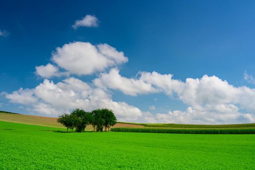 A lush green meadow in summer with a few trees, a deep blue sky and a few cumulus clouds.