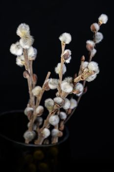 Some twigs with catkins in a black vase against a dark background.