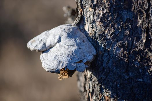 A large white fire sponge grows on an old tree trunk.