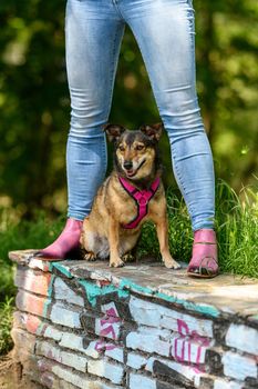 A little cute dog is sitting and posing between the legs of its mistress on a shallow wall.