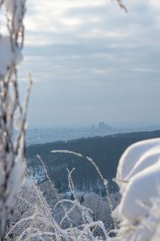 View of a big city in the haze through freshly snow-covered bushes.