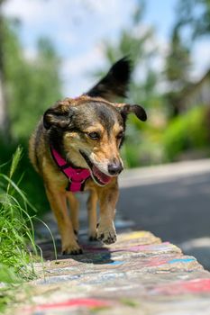 A little dog is walking and posing on a shallow wall.