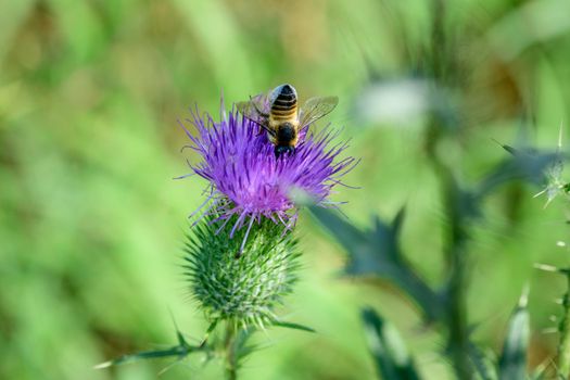 A busy little bee is looking for some nectar from a thistle blossom.