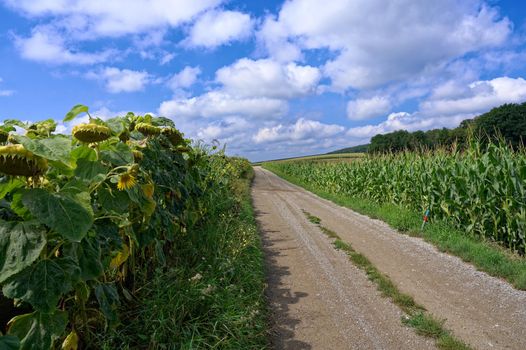 A straight dirt road leads between a corn field and a sunflower field. Framed by a bright blue summer sky with a few Cumulus clouds.