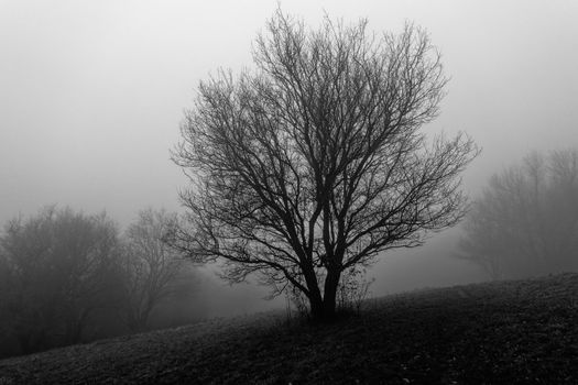 An old gnarled tree in thick fog on a wintry meadow shot in black and white.