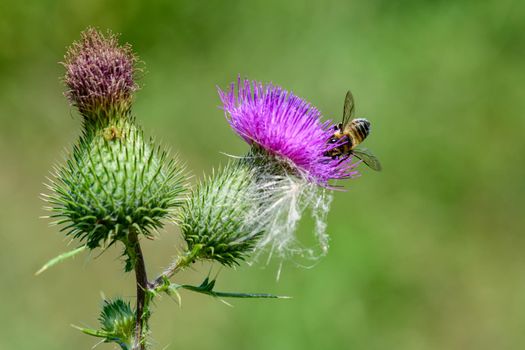 A busy little bee is looking for some nectar from a thistle blossom.