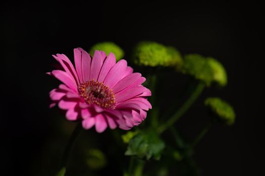 A beautiful pink gerbera with some yellow flowers against a black background.