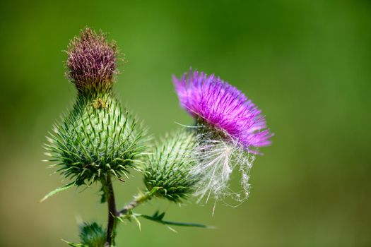 A busy little bee is looking for some nectar from a thistle blossom.