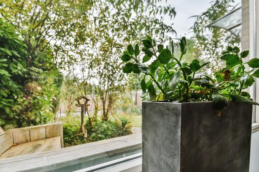 Black flower pot next to the window