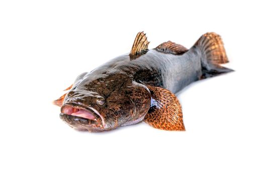 Image of fresh goby fish on a white background. Aquatic animals.