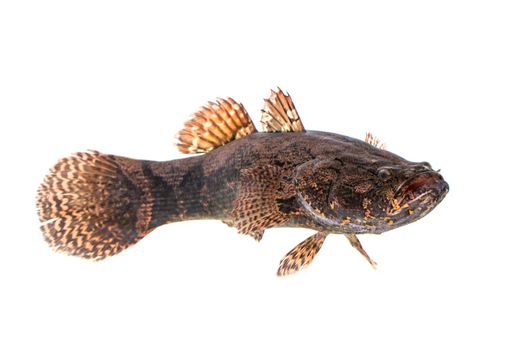 Image of fresh goby fish on a white background. Aquatic animals.