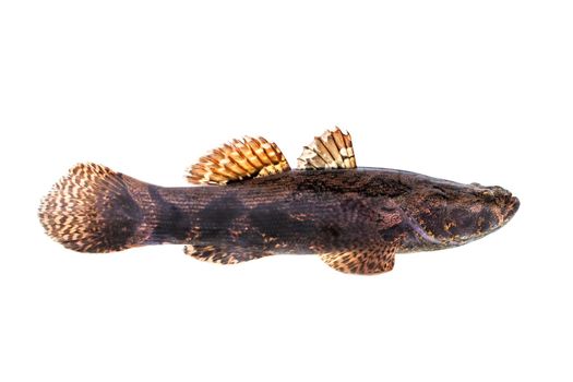 Image of fresh goby fish on a white background. Aquatic animals.