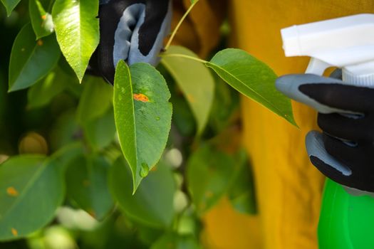 A girl sprays plants against disease, pesticide treatment..A gloved hand treats the leaves with pesticides to cure the illness, close up.