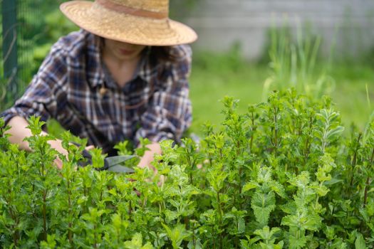 A young girl in a straw hat collects mint in the garden, female hands cut a bouquet of fresh peppermint.