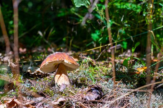 White cep mushroom grow in forest. Royal porcini food in nature. Boletus growing in wild wood