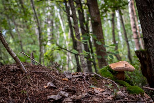 An inedible mushroom grows in wood near the anthill