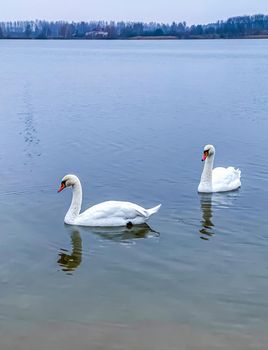 White swans swimming in the lake in autumn. High quality photo