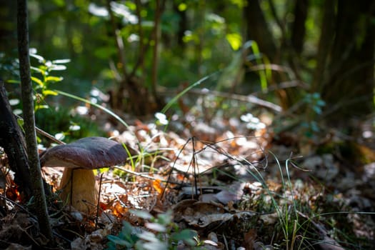 Cep mushroom grows under tree. Royal porcini food in nature. Boletus growing in wild wood