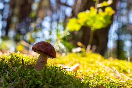 Red cap mushroom grow in forest Royal porcini food in nature. Boletus growing in wild wood