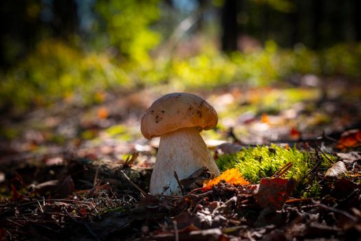 Mushroom grow in coniferous and moss forest. Royal porcini food in nature. Boletus growing in wild forest