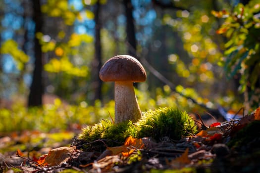 Cep mushroom in moss and coniferous wood. Royal porcini food in nature. Boletus growing in wild forest