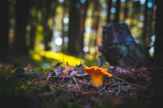 Chanterelle mushroom in moss and coniferous forest. Orange golden mushrooms food in nature. Boletus growing in wild wood