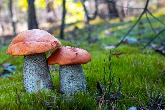 Two orange cap mushrooms grow in moss. Wide thick Leccinum mushroom growing in wild wood