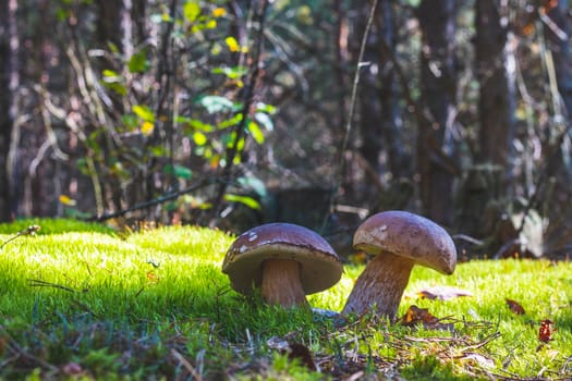 Two big porcini mushroom in moss forest. Royal cep mushrooms food. Boletus growing in wild wood