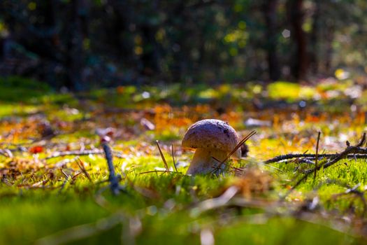 Small cep mushroom silhouette in wood. Royal cep mushrooms food. Boletus growing in wild wood