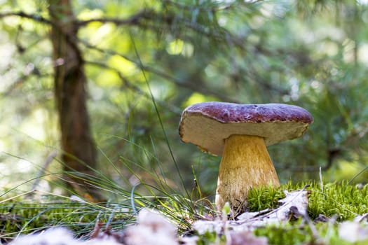 Large cep mushroom grows in forest. Royal porcini food in nature. Boletus growing in wild wood