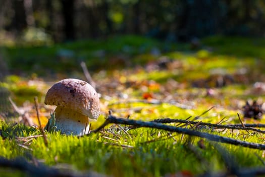 Small cep mushroom grow in sunny moss. Royal cep mushrooms food. Boletus growing in wild wood