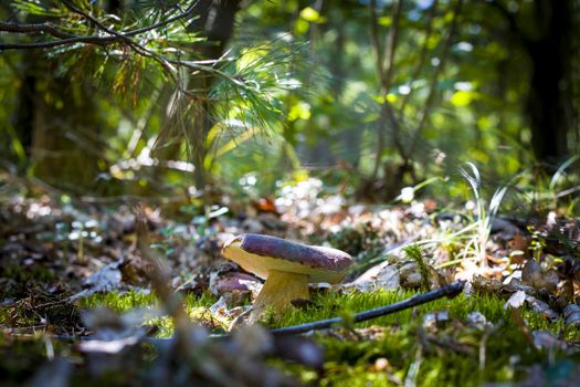 Large porcini mushroom grow in forest. Royal bolete in nature. Boletus growing in wild wood