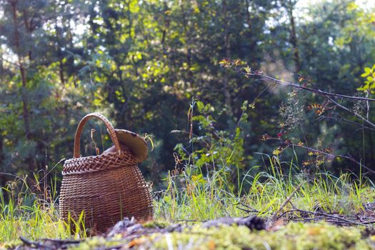 Basket for mushroom in forest. Mushrooms picking in wild wood