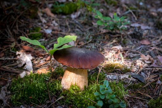 Big cep mushroom grow in moss wood. Royal porcini food in nature. Boletus growing in wild wood