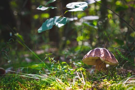 Cep boletus mushroom grows in forest. Royal porcini food in nature. Boletus growing in wild wood