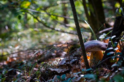 Cep mushroom under tree in wood. Royal porcini food in nature. Boletus growing in wild forest