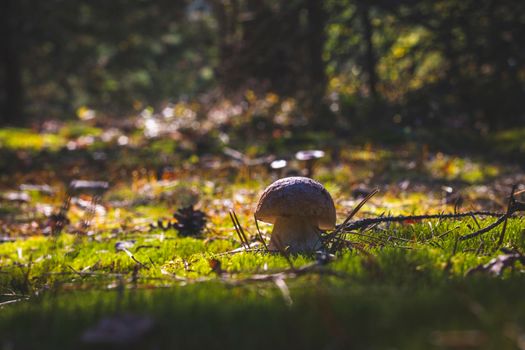 Small cep mushroom silhouette in forest. Royal cep mushrooms food. Boletus growing in wild wood
