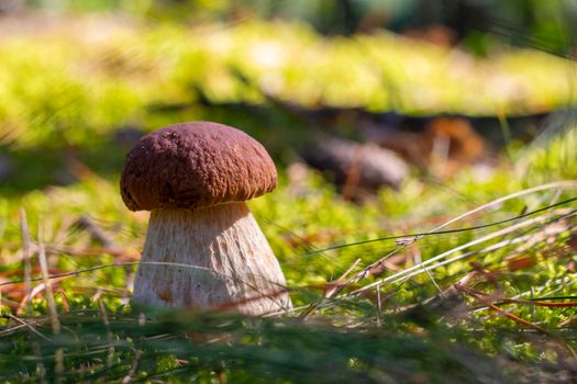 Brown cap big cep mushroom in nature. Royal porcini food. Boletus growing in wild wood